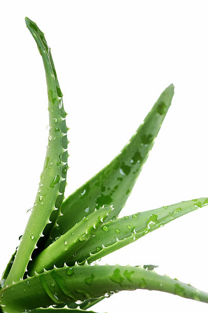 Frisk aloe vera-plante med vanndråper